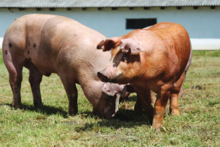 Pigs farming raising breeding in animal farm rural scene